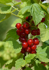 Rote Johannisbeeren reifen am Strauch im Garten
