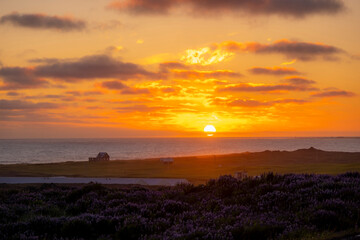 reykjanesbaer area lupin ocean panorama in sunset near keflavik in Iceland
