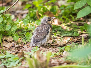 A fieldfare chick, Turdus pilaris, has left the nest and sitting on the spring lawn. A fieldfare...