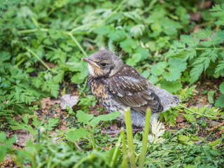 A fieldfare chick, Turdus pilaris, has left the nest and sitting on the spring lawn. A fieldfare...