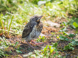 A fieldfare chick, Turdus pilaris, has left the nest and sitting on the spring lawn. A fieldfare...