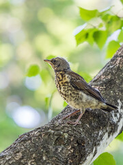 A fieldfare chick, Turdus pilaris, has left the nest and is sitting on a branch. A chick of fieldfare sitting and waiting for a parent on a branch.