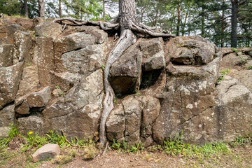 Fototapeta premium Huge roots of an old pine tree on a rock.