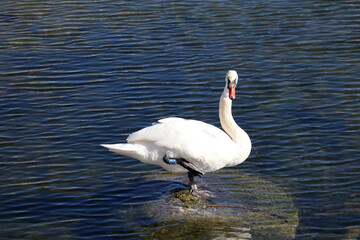 White swan in the lake stands on one leg