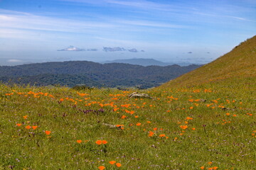 California Poppies blooming on the hill overlooking San Francisco Bay in Northern California