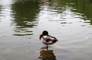 Duck on the water in cold cloudy weather