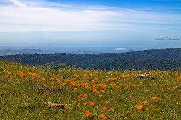 Poppy meadow overlooking downtown Oakland near San Francisco, California