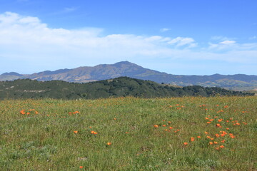 Views of Mt Diablo from poppy fields of Las Trampas Wilderness, California