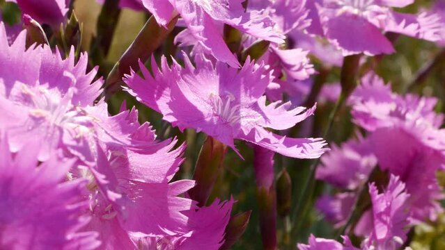 Pink dianthus plumarius in garden close up