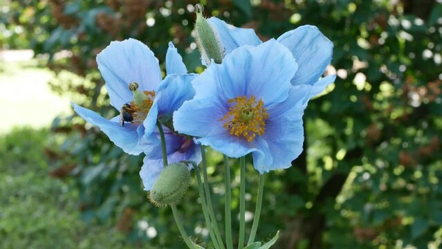 Bee on meconopsis grandis or Blue poppy flowers