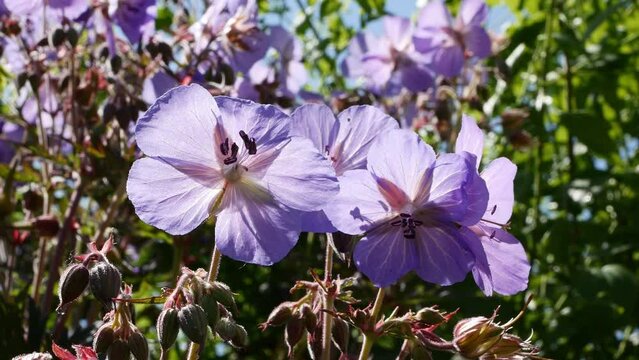 Meadow geranium Hocus Pocus, or meadow Crane