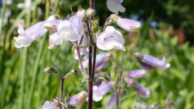 Penstemon Hirsutus. A Bumblebee Collects Nectar.