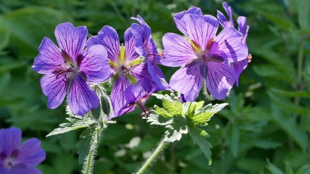 Meadow geranium, or meadow Crane, lat.Geranium pratense