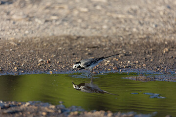 white wagtail