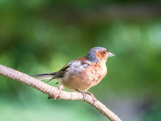 Fototapeta premium Common chaffinch, Fringilla coelebs, sits on a branch in spring on green background. Common chaffinch in wildlife.