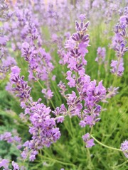 Obraz premium flowers in the garden