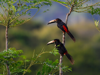 Two Collared Aracari toucans  perched on tree branch