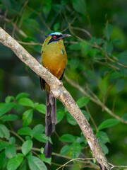 Whooping Motmot perched on tree branch