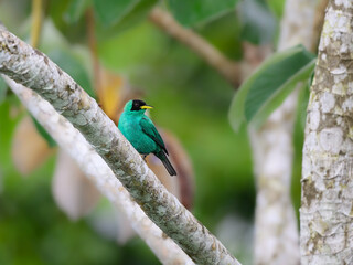 Male Green Honeycreeper perched on tree branch on green background
