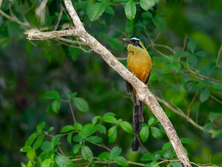 Whooping Motmot perched on tree branch