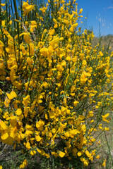 Close up of broom in bloom. Sunny day