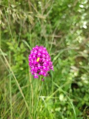 Pinkfarbene Wildblume in der Bretagne