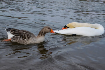Fototapeta premium gray goose and mute swan