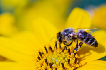 bee on a yellow flower on a sunny summer day

