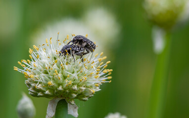 Two beetles on a white onion flower. Shot close up