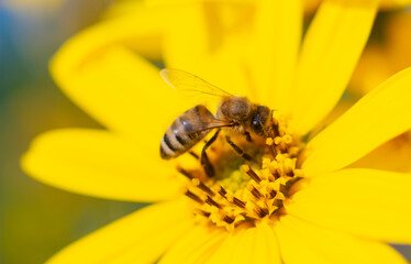 bee on a yellow flower on a sunny summer day

