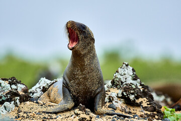 Sea Lion on Rocks