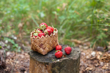 Fresh strawberries in the forest