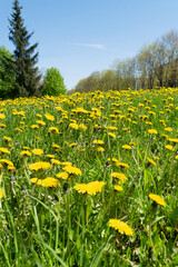 Fototapeta premium field of dandelions