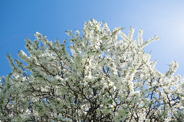 blossoming tree
