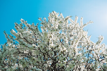 blossoming tree