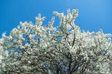 blooming tree