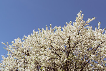 blooming tree