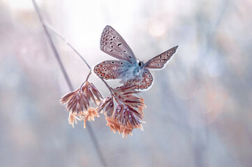 Farfalla blu- Polyommatus © Iwona