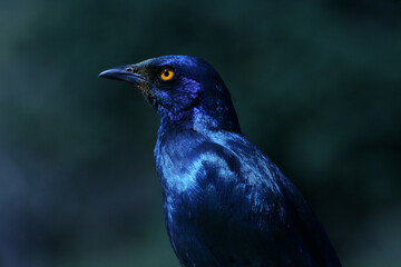 Cape Glossy Starling, Kruger National Park, South Africa