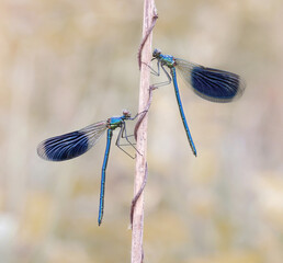 Ważki - Calopteryx splendens © Iwona