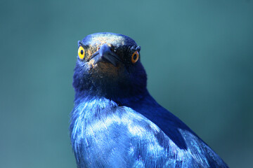 Cape Glossy Starling, Kruger National Park, South Africa