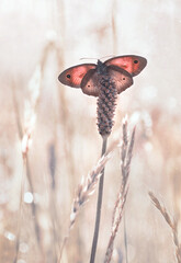 Motyl - Maniola jurtina. Pastelowe tło natury