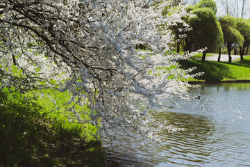 Fototapeta premium tree in the park