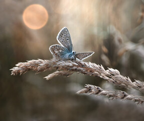 Butterfly - Polyommatus ikarus © Iwona