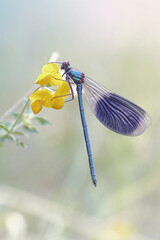 Blu  libellula- Calopteryx splendens
