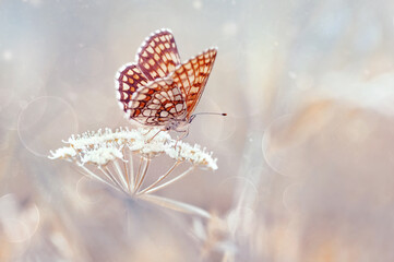 Butterfly- Melitaea athalia. Pastelowy kolor