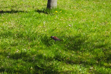 thrush fieldfare in the grass