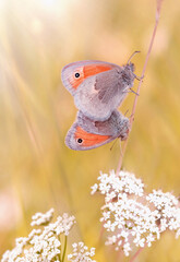 Motyle - Coenonympha pamphilus © Iwona