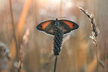 Motyl - Maniola jurtina © Iwona
