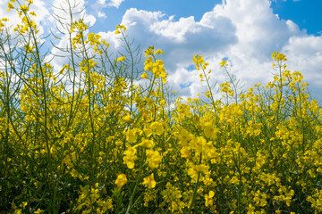 field of yellow flowers